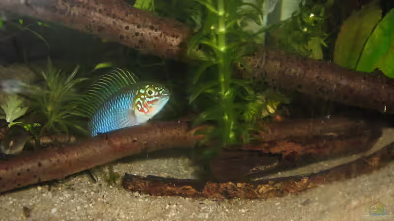 Hier sieht man sehr schön wie Bruce die ??ste unterschwimmt und als Unterschlupf von chrisi01 (21)