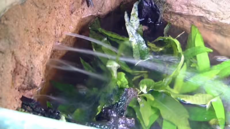 Hier sieht man (während dem Wasserwechsel) wie das Wasser aus der Wand kommt... von Sebastian.. (19)