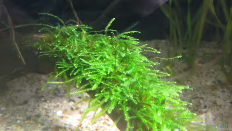 hier sieht man wie das moos nac einem monat gewachsen ist von Tiburón (20)