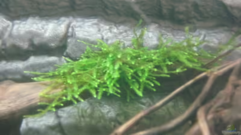 hier sieht man wie das moos nach einem monat gewachsen ist von Tiburón (21)