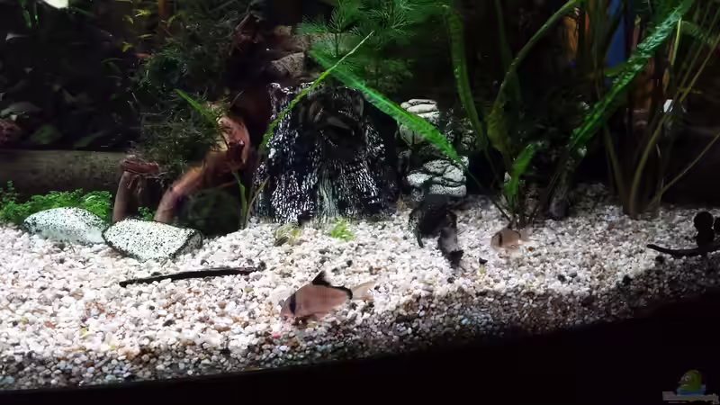 hier sind mal 2 von den insgesamt 6 Adolfos Panzerwels (corydoras adolfoi) von Thomas Müller (71)