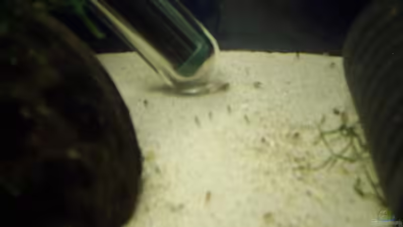 hier sind noch ein paar kleine Welse (schlecht zu erkennen) von Torsten Bullmahn (18)