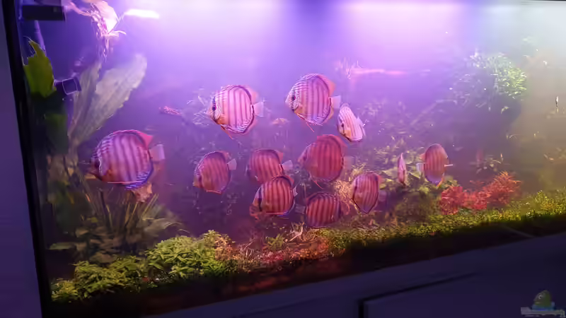 Hier sind Sie !!!! von Christian Roger Rohrer (11)