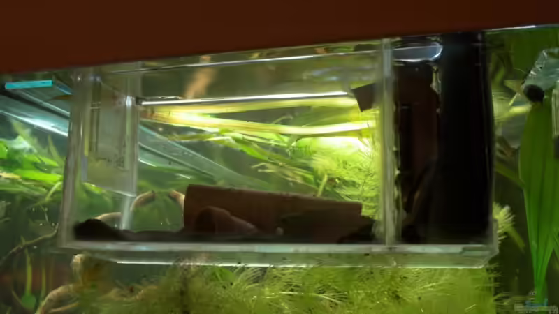 Hier sind zurzeit meine kleinen L134 zuhause von Oxid81 (12)