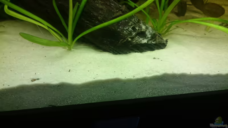 Einrichtungsbeispiele mit Bratpfannenwelsen (Bunocephalus coracoideus)