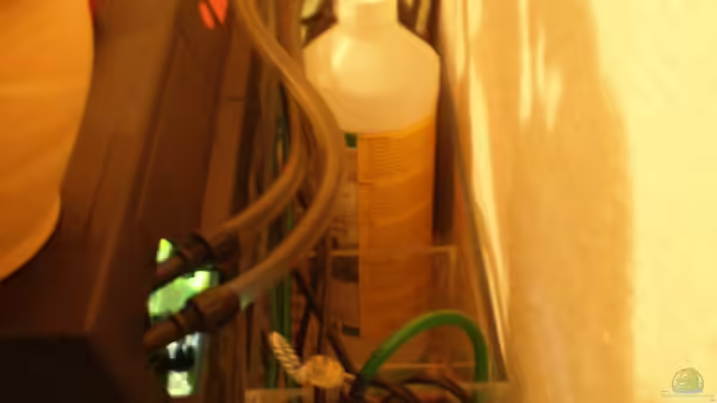 hier von der Seite von Muschelknacker (8)