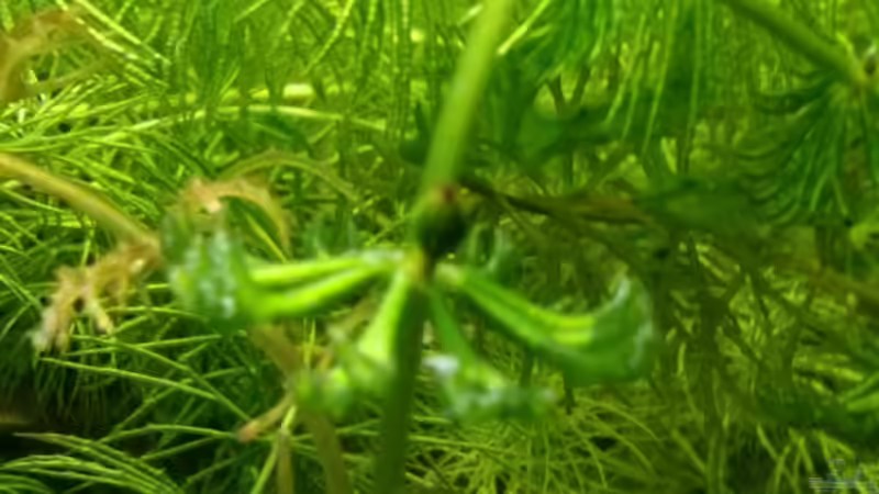 Hier wächst demnächst ein neuer Trieb von AquaTobi90 (31)