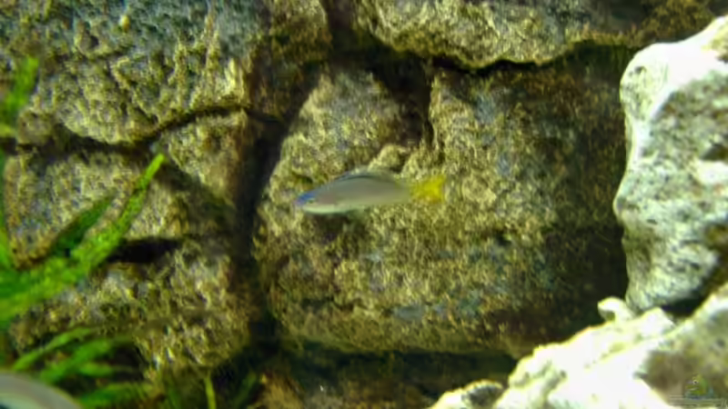 hier war er noch nicht allein...eines der Weiber ist am RAnd erkennbar von Heiko Röder (10)