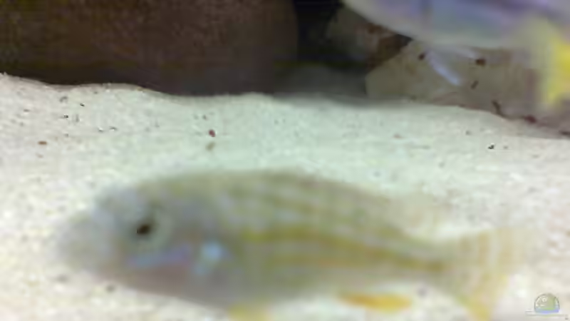 Hier wieder mr. unbekannt von Dirk Giebken (12)