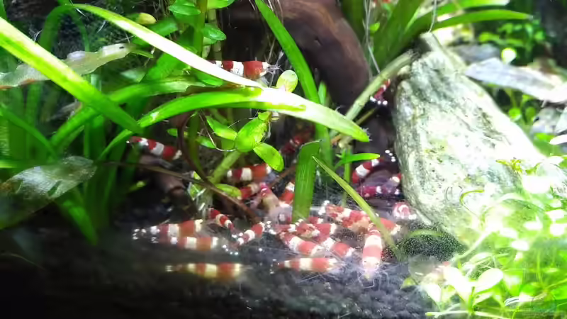 Hier wird gefüttert von aquariumwelt (9)