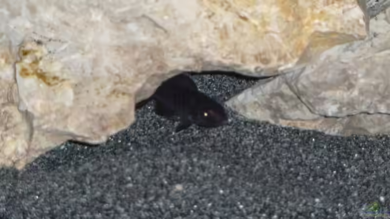 Hier wird von mir ausgegraben! von DER YBBSTALER (5)