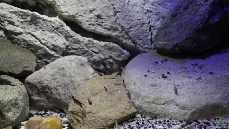 Hier Woche 8 von The Pictus catfish (20)