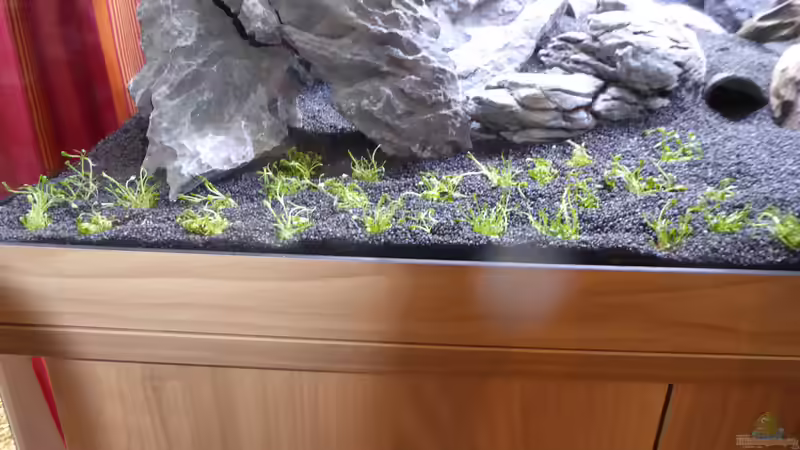 Hierfür habe ich 3 Döschen gebraucht von AchimSaar (30)