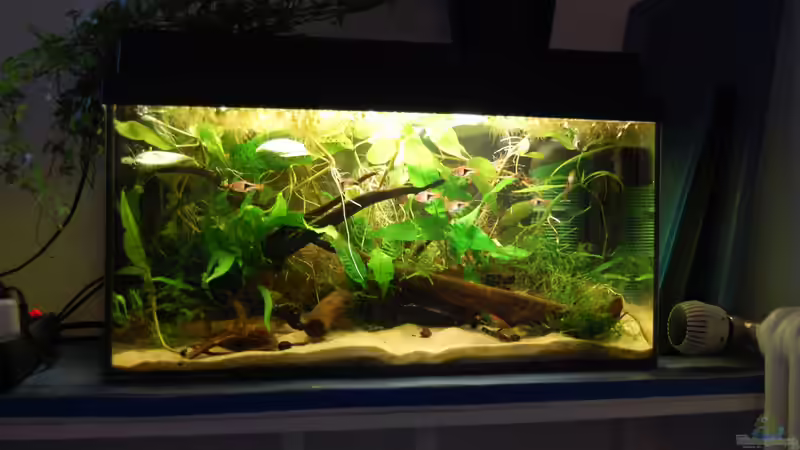 Hiermit fing vor 15 Jahren der Neueinstieg an: Ein altes 54 Liter-Becken wurde reaktiviert... von Berlin42 (6)