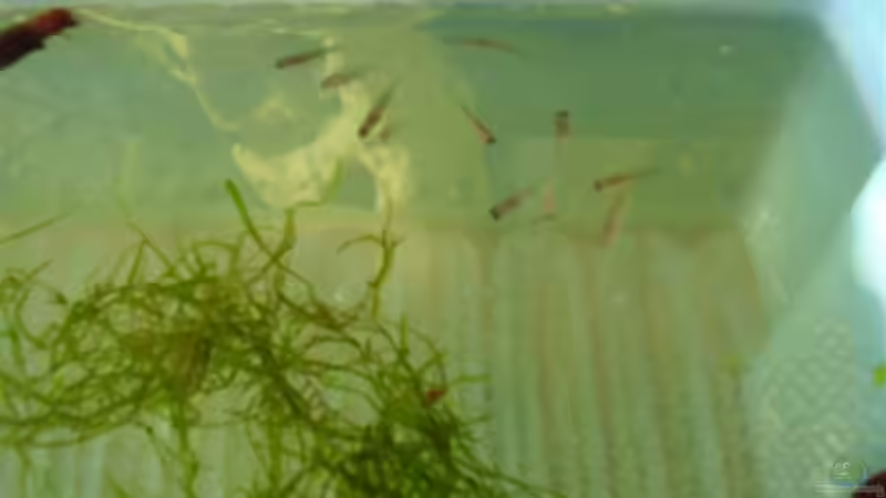 Hilfe für Aufzucht von : Cyprichromis leptosoma 