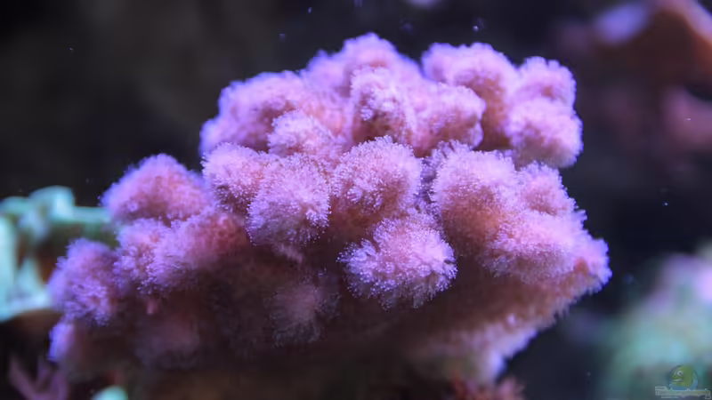 Himbeerkoralle = Pocillopora damicornis von Sven Jastrow (28)