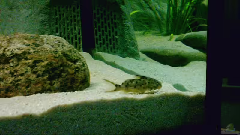 hingelegt fürs Foto von Steve Röhning (14)