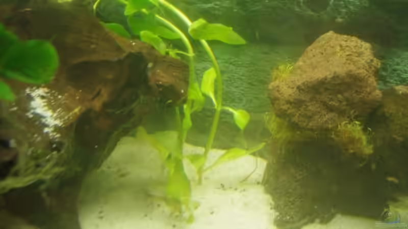 hinten: falscher Wasserfreund von Richiiii (6)