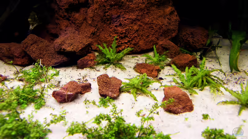 hinten: Pogostemon helferi von schluenkes (5)