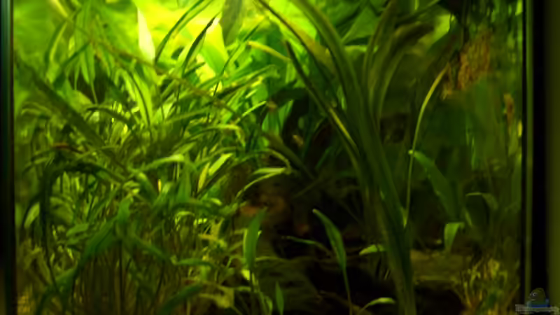 hinten, rechts von Julian Garnisch (9)