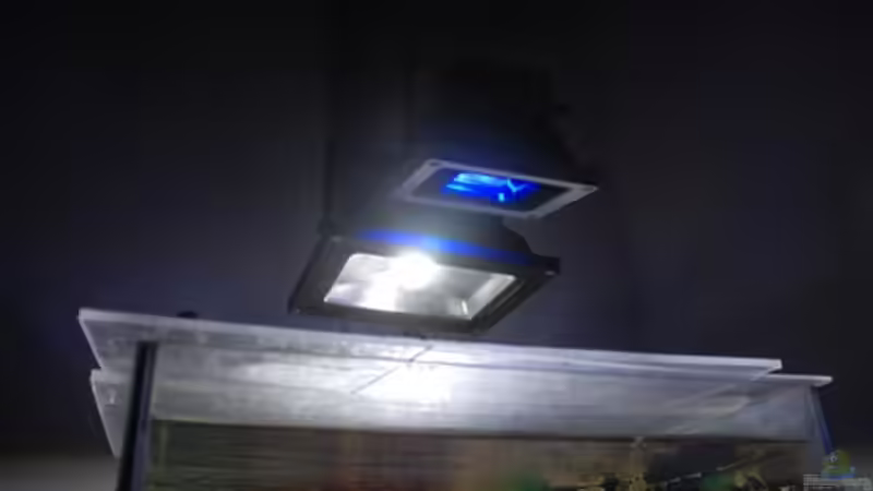 Hinten das normale Licht, vorne diie Blaue Ergänzungsleuchte von Cichlid Power (27)