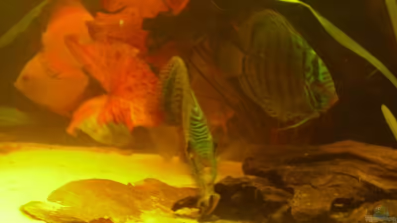 hinten die 2 Roten von nemo0109 (37)