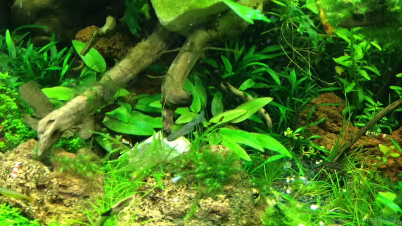 hinten links 21.04.2013 von Walde (76)