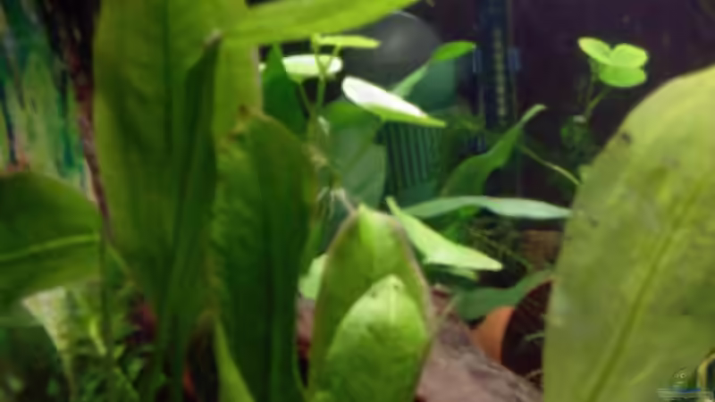 hinten links von @corydoras (4)