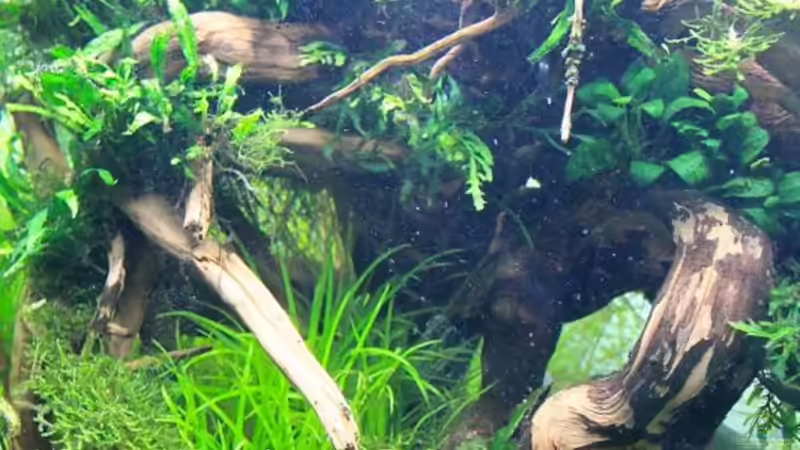 Hinten links von disco-d (24)