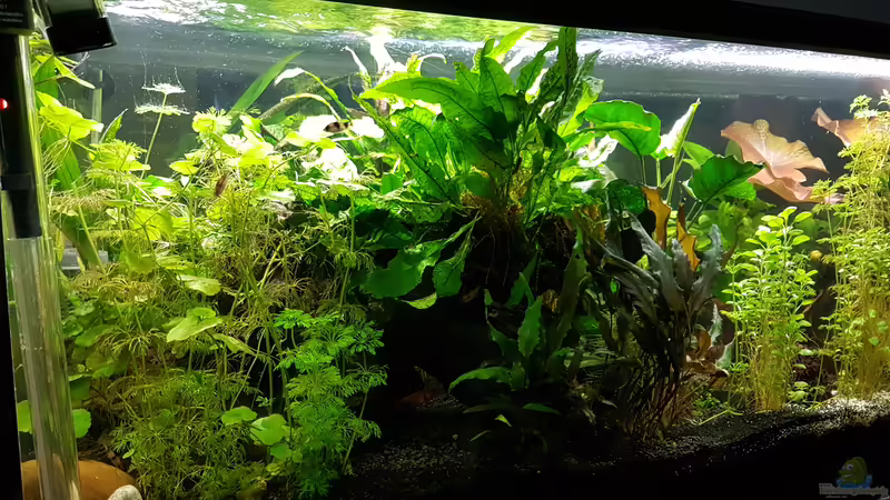 hinten links von Sunnyboy_72 (35)