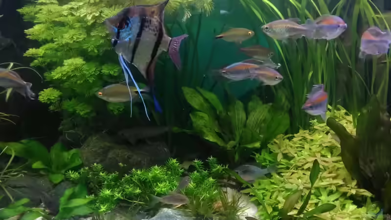 hinten Lymnophyla sessiliflora - die schnellste im Becken von Grünhexe (138)