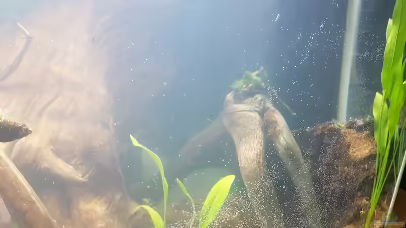 Hinten rechts von Kevin Engelsberger (33)