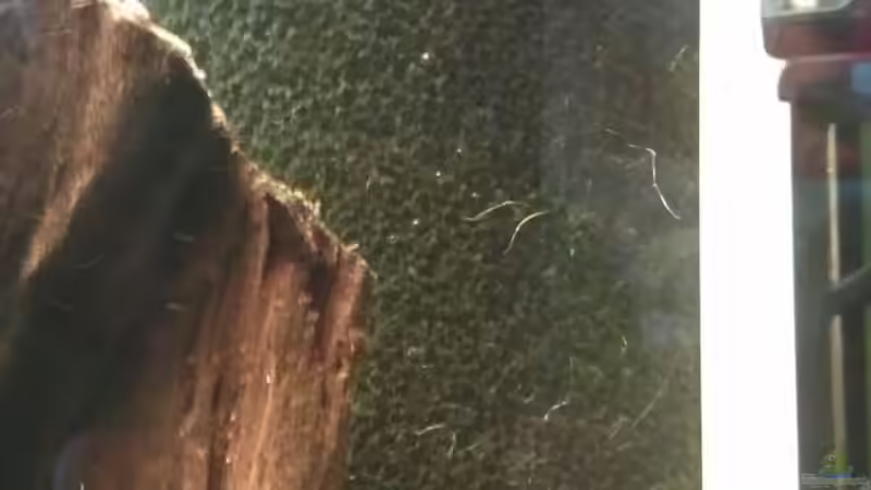 hinter dem Mattenfilter sind EHEIM Pumpe und Flipper versteckt. Die Pumpe mit ca von Cristian (15)