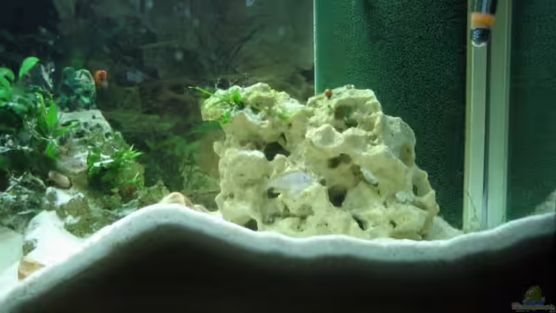 Hinter dem Sandberg liegt die 2. Kolonie von farmerin (4)