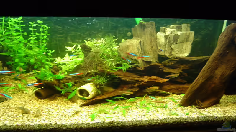 hinter dem Steinholz müssen noch Pflanzen von Cristian (5)