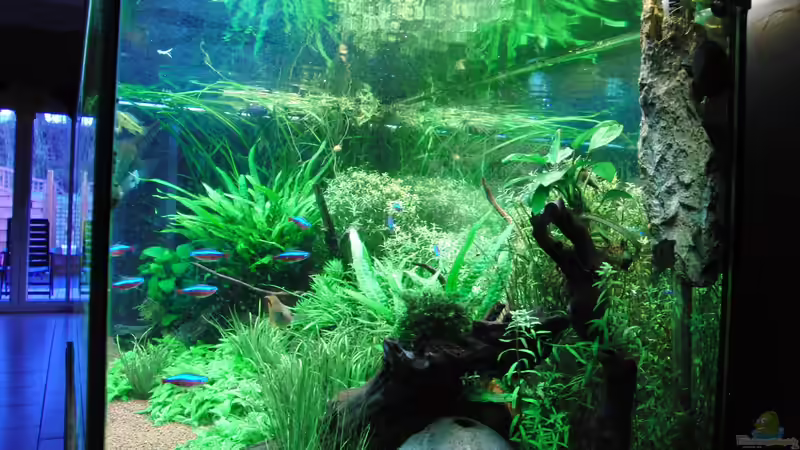 Hinter den Kulissen, Heizstab mit einer Höhle versteckt, soll noch mit Moos zuwuchern, von Dario (14)