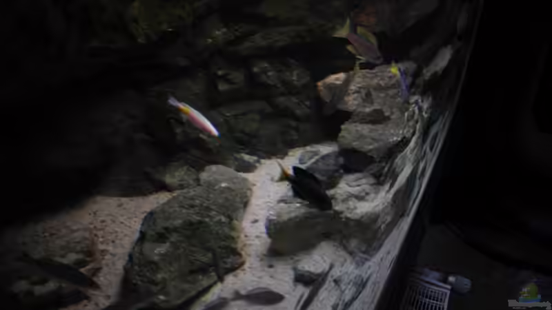 Hinter den Kulissen versteckte(15-20cm breite sandzone) von Hedylein (2)