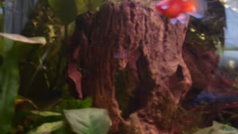 Echinodorus im Aquarium (Einrichtungsbeispiele mit Schwertpflanzen)