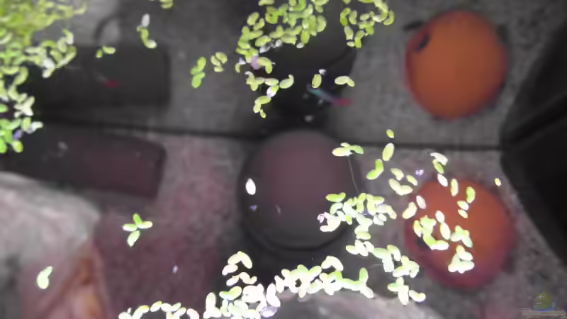 Hinter der Rückwand  von Intershrimpview (5)