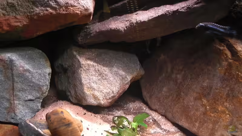 Hinter diesen Stein sind noch ein paar Steine für Verstecke von Kai Pragal (3)