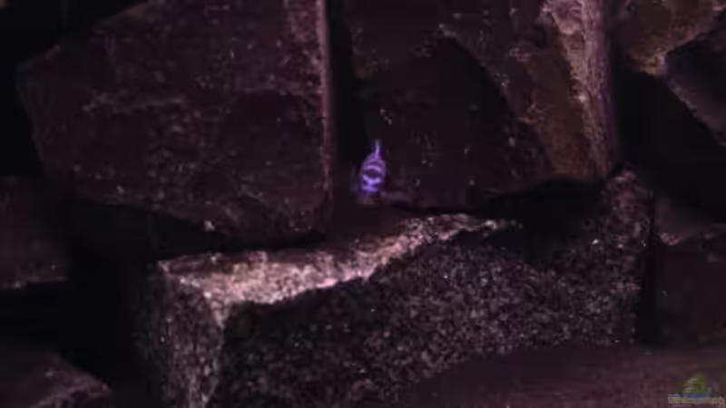 hinter jeder Spalte schaut ein Fisch hervor von Daniel Kronmüller (24)