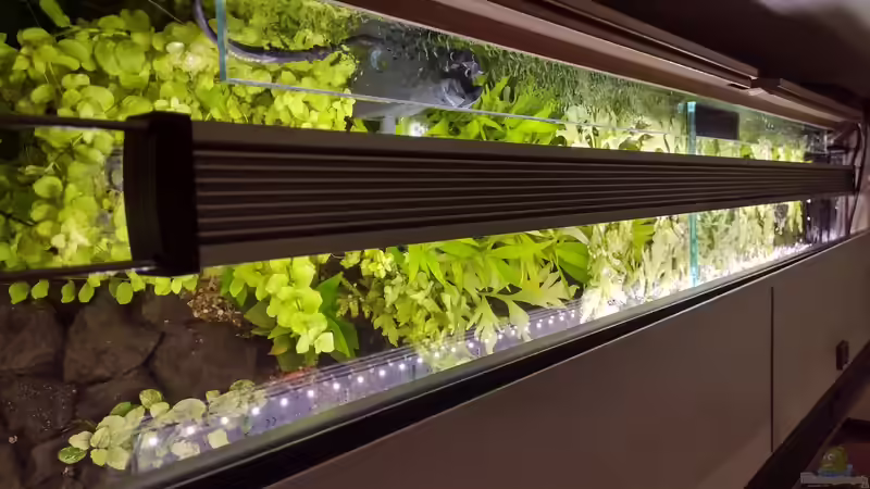 Hintere Bepflanzung erreicht die Wasseroberfläche 29.12.2021 von C-NA (16)