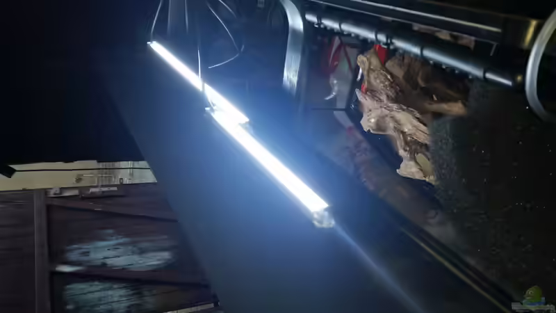 Hintere Led-Beleuchtung 6500k von Rotkopfsalmler (17)