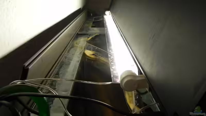 Hintere Röhre komplett verdunkelt. von Sternenseeträumer (23)