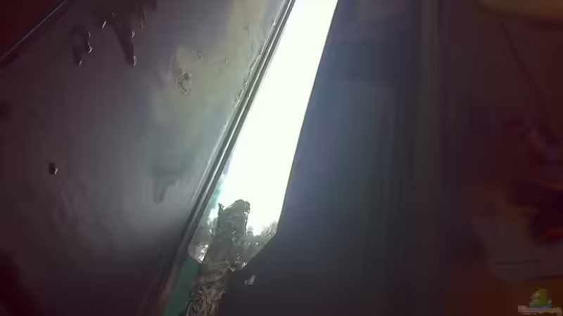 Hintere Röhre von Meckel (19)