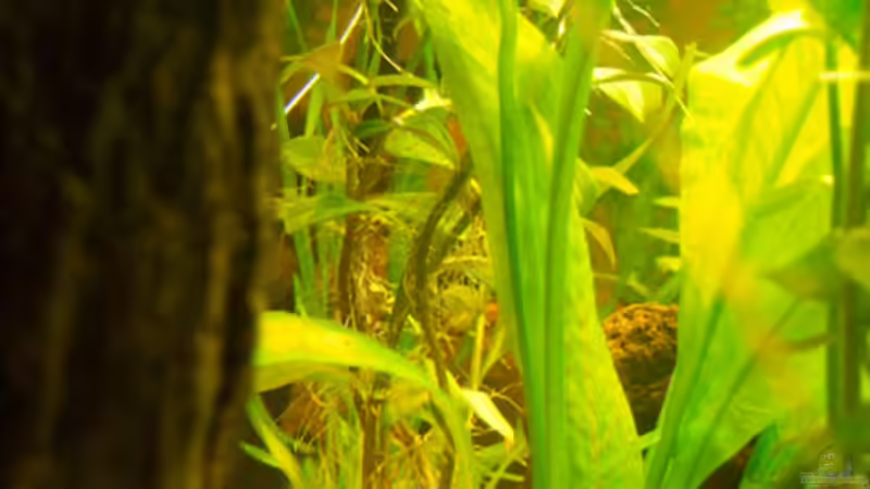 Hinterer Bereich von links nach rechts durchs Becken von Natalie de Vries (4)