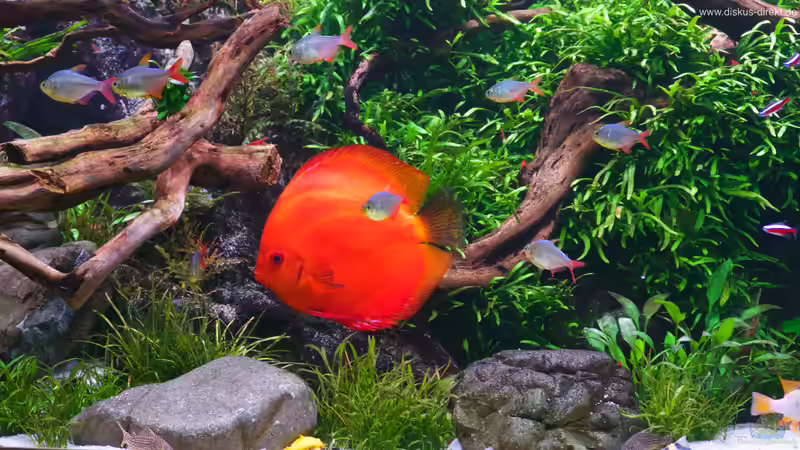 Hintergrund: Javafarn Trident von Diskus-Direkt (9)