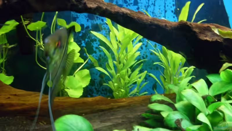 Hintergrund linke Seite - Hygrophila corymbosa und Hydrocotyle leucocephala von Sascha Nagy (7)