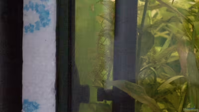Hintergrundbild(Folie) auf Styropor hinter Aquarium von Sauerlandmicha (22)