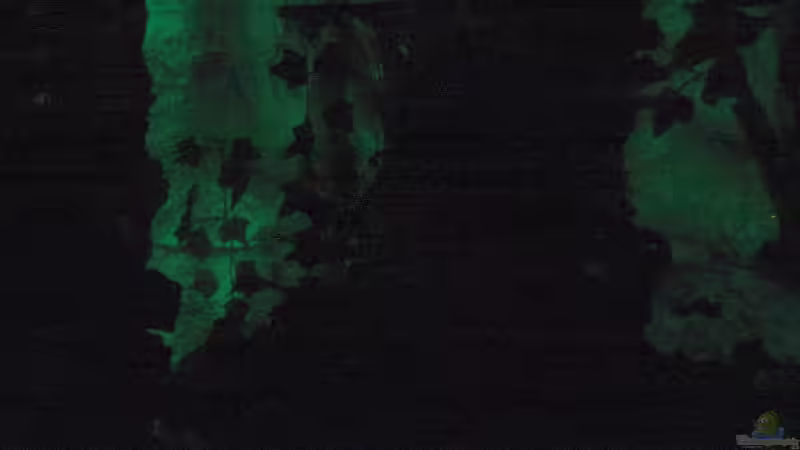 Hintergrundsteine nach dem Lichtabschalten  von Malawi Freak (5)